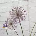 Some sort of allium flower, The BSCC at Earl Soham and at Colin and Jill's, Eye, Suffolk - 26th June 2021