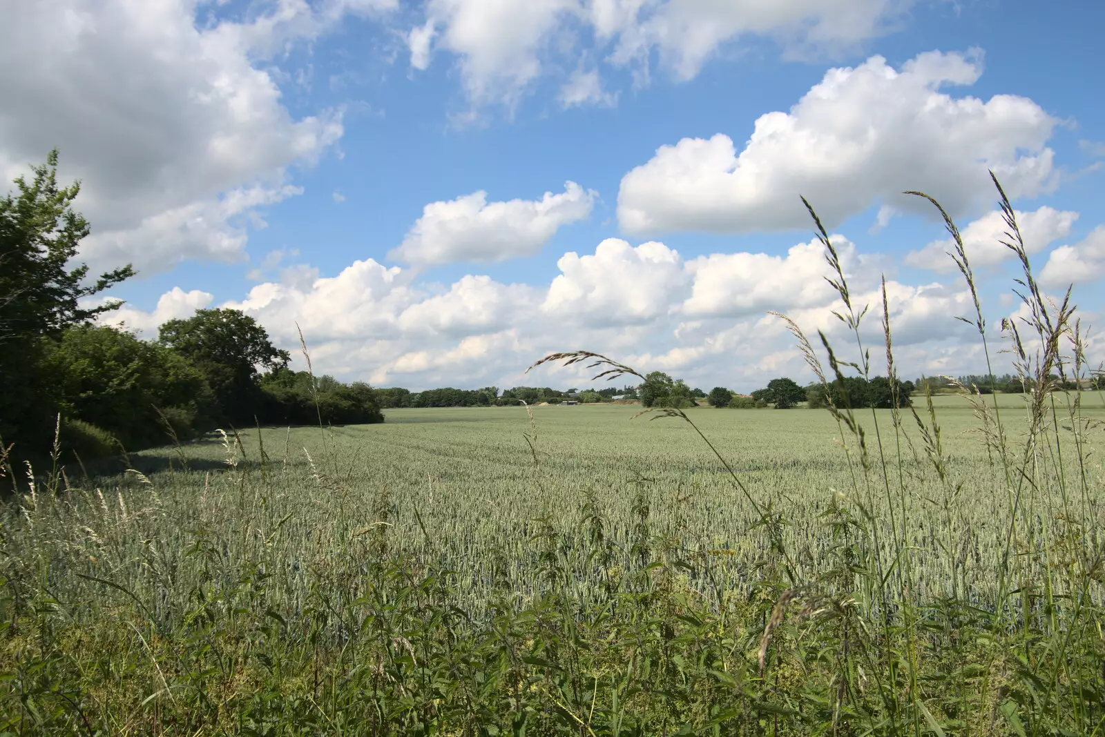 A field near Colin and Jill's, from The BSCC at Earl Soham and at Colin and Jill's, Eye, Suffolk - 26th June 2021