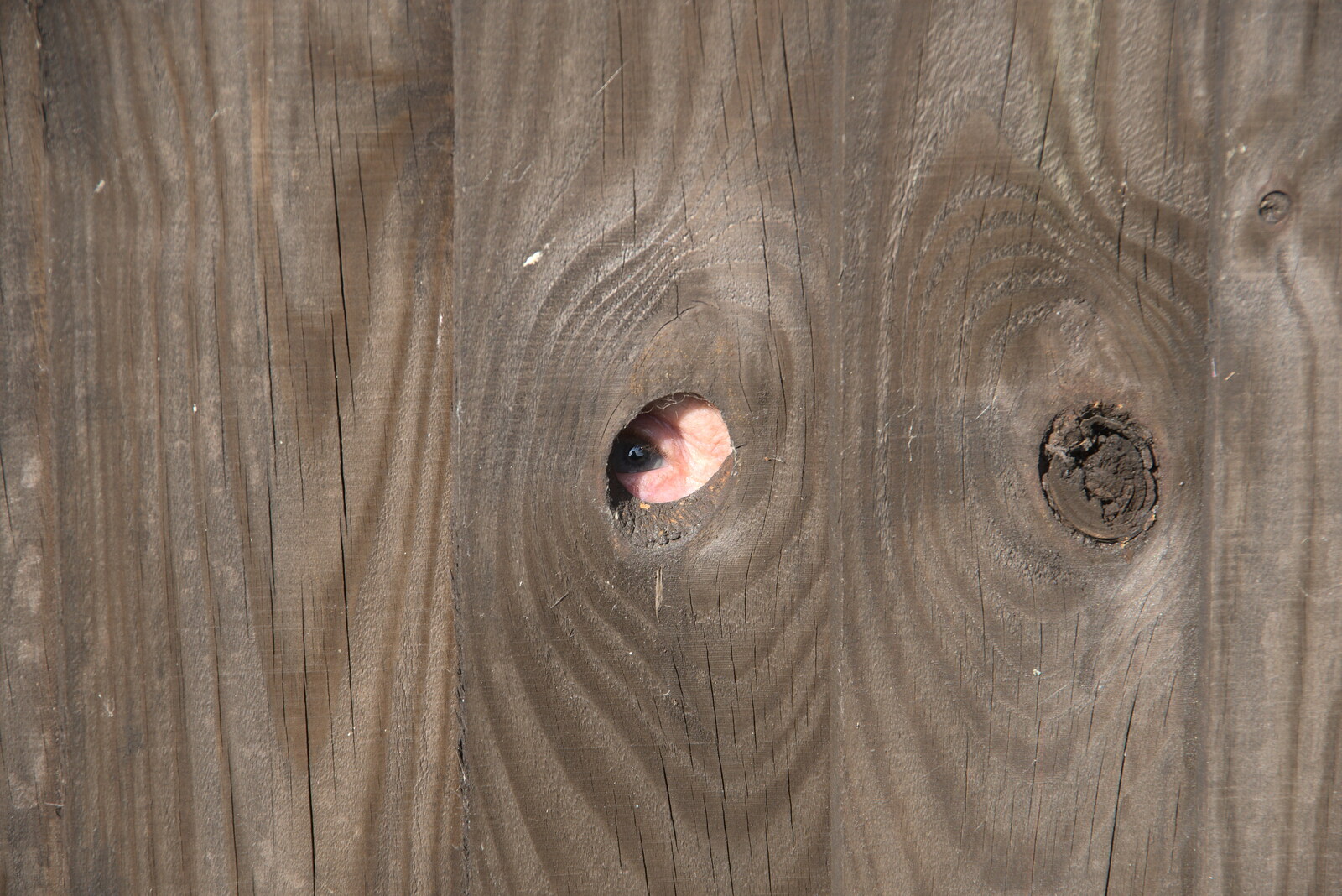 Pippa peers through a hole in the fence from The BSCC at Earl Soham and at Colin and Jill's, Eye, Suffolk - 26th June 2021