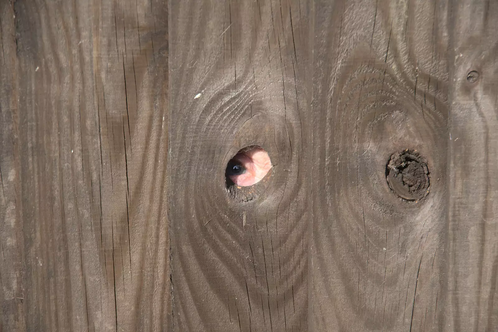 Pippa peers through a hole in the fence, from The BSCC at Earl Soham and at Colin and Jill's, Eye, Suffolk - 26th June 2021