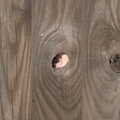 Pippa peers through a hole in the fence, The BSCC at Earl Soham and at Colin and Jill's, Eye, Suffolk - 26th June 2021