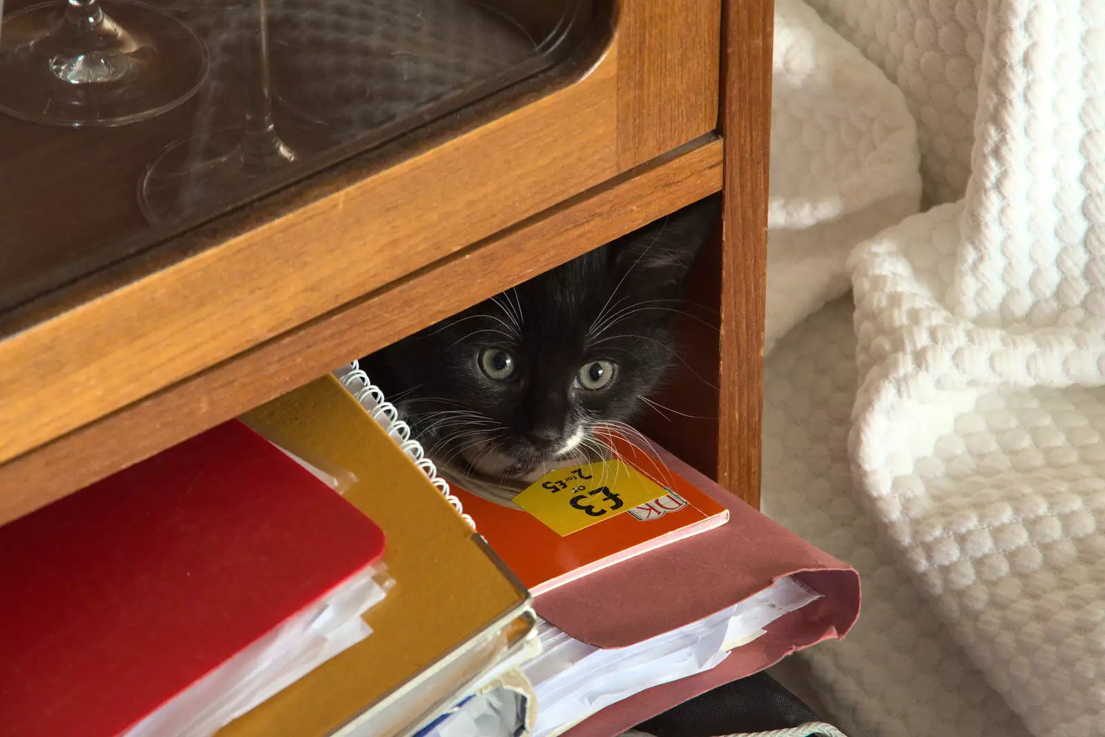 Kitten A - Lucy - peers out, from New Kittens, and The Skate Park, Town Moors, Eye, Suffolk - 3rd July 2021