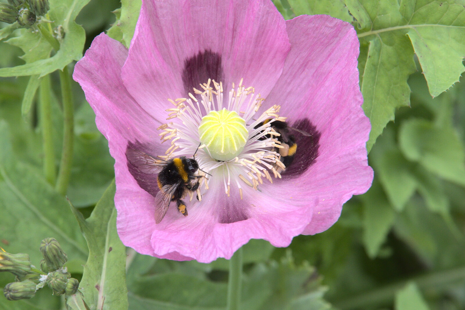 The bees are enjoying the poppies from Planting a Tree, Town Moors, Eye, Suffolk - 10th July 2021