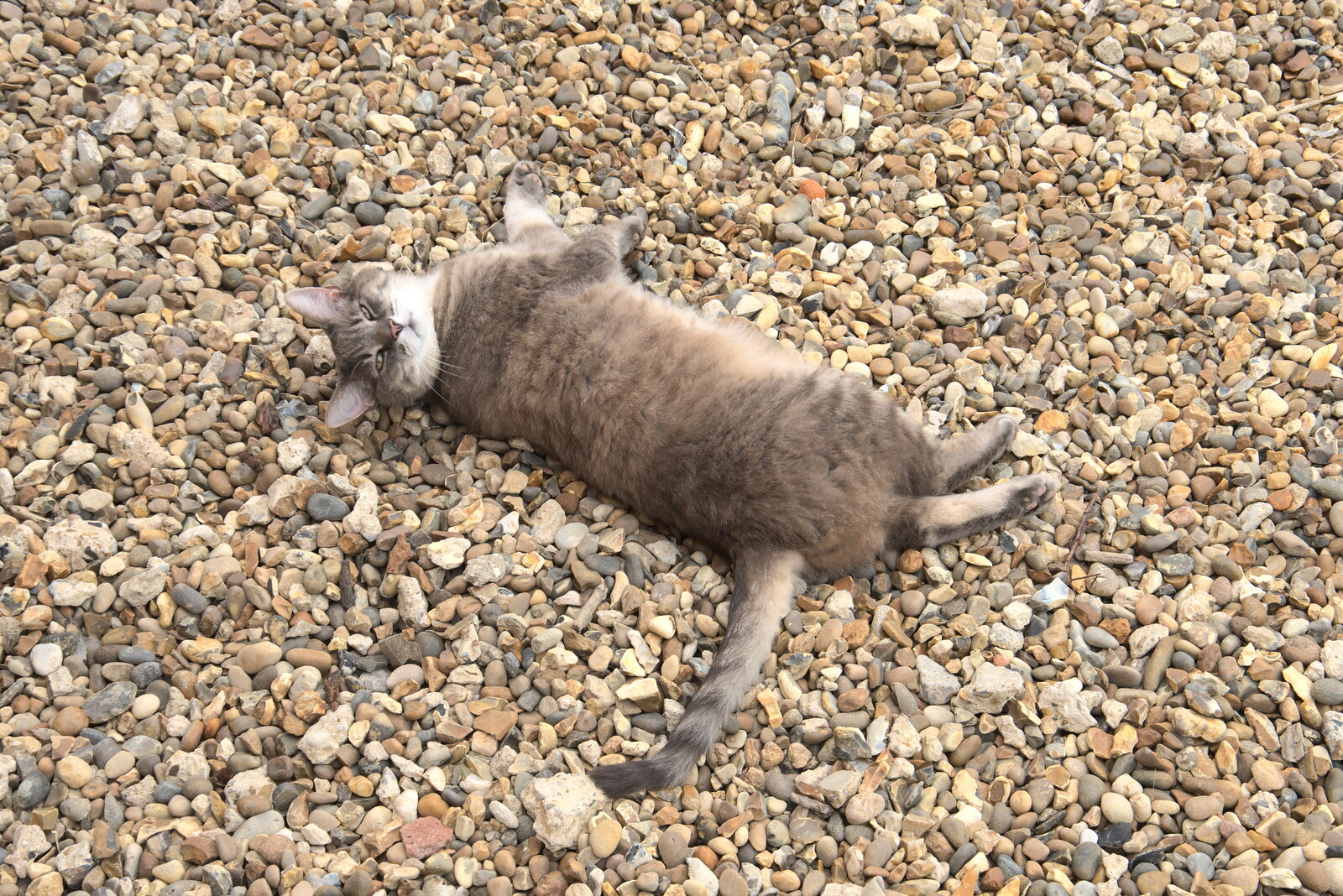 Boris - Stripey Cat - rolls around in the gravel from Planting a Tree, Town Moors, Eye, Suffolk - 10th July 2021