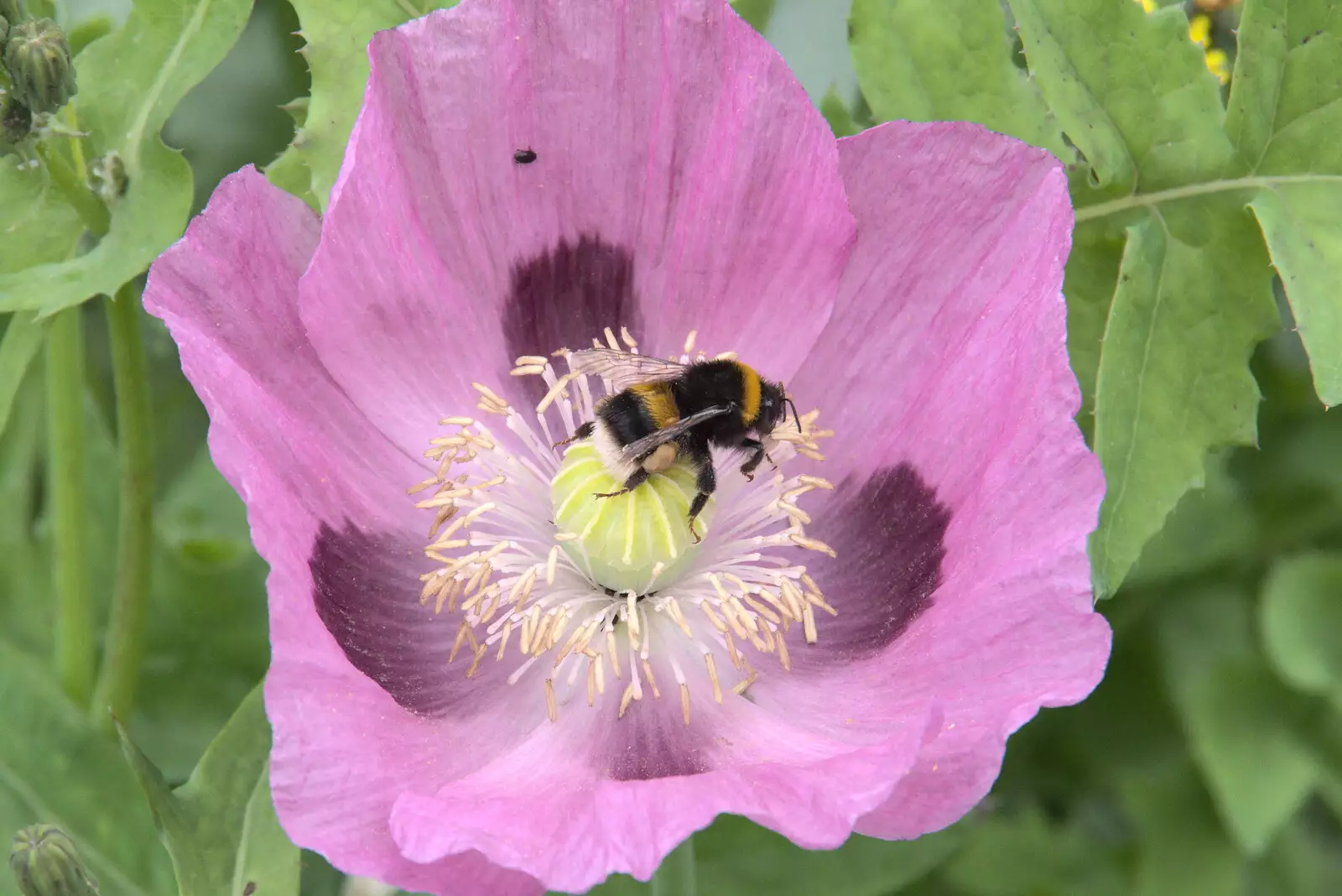 A bumble bee with pollen sacs, from Planting a Tree, Town Moors, Eye, Suffolk - 10th July 2021