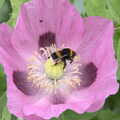 2021 A bumble bee with pollen sacs