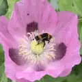 A bumble bee with pollen sacs, Planting a Tree, Town Moors, Eye, Suffolk - 10th July 2021