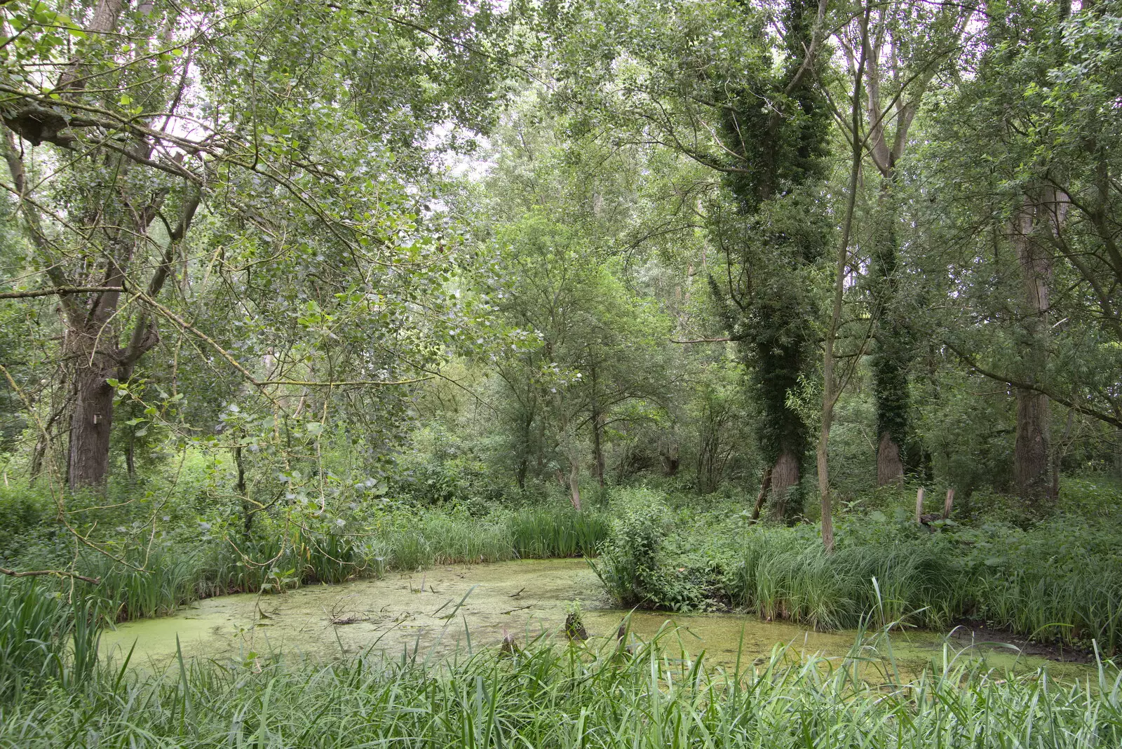 A view from the tree, from Planting a Tree, Town Moors, Eye, Suffolk - 10th July 2021