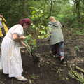 The tree is installed, Planting a Tree, Town Moors, Eye, Suffolk - 10th July 2021
