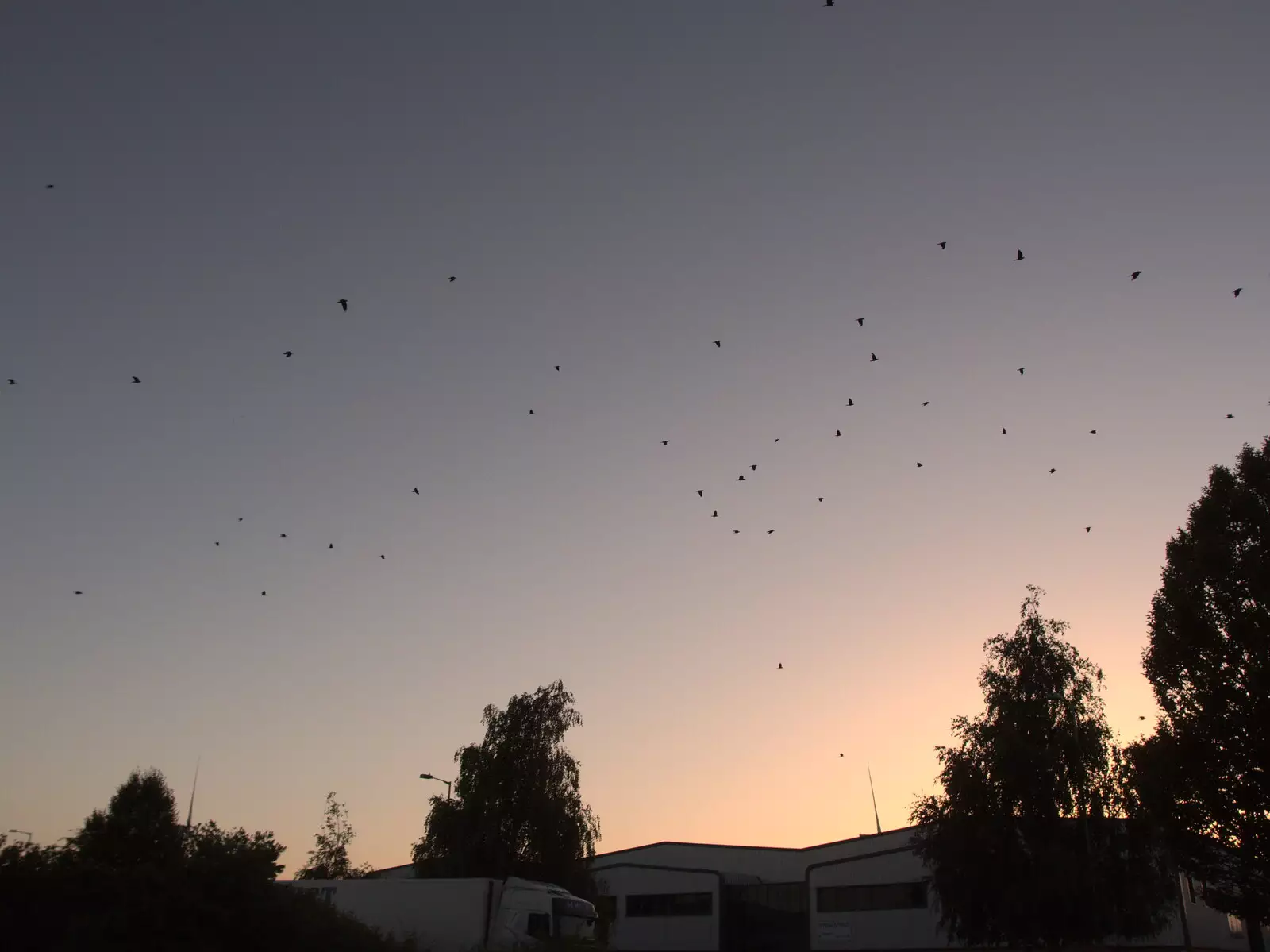 The crows are on their evening flight, from Hares, Tortoises and Station 119, Eye, Suffolk - 19th July 2021