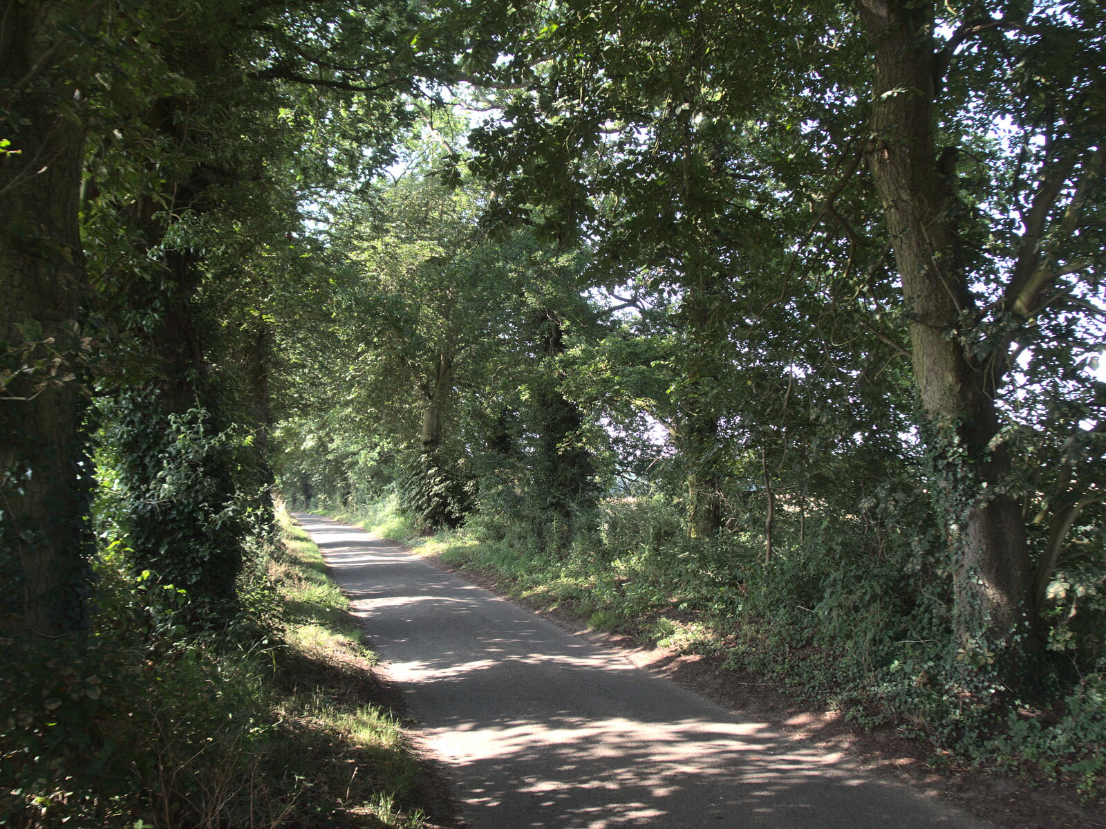 The leaves are starting to turn on Thornham Road from The BSCC at The Crown, Gissing, Norfolk - 22nd July 2021