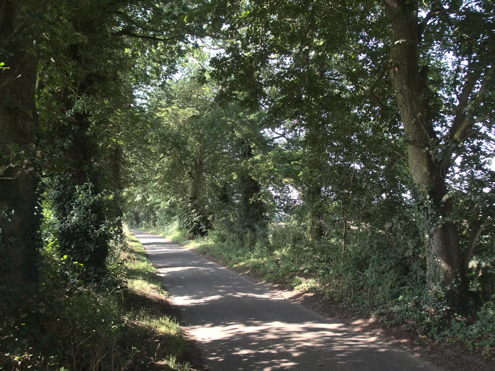 The leaves are starting to turn on Thornham Road, from The BSCC at The Crown, Gissing, Norfolk - 22nd July 2021