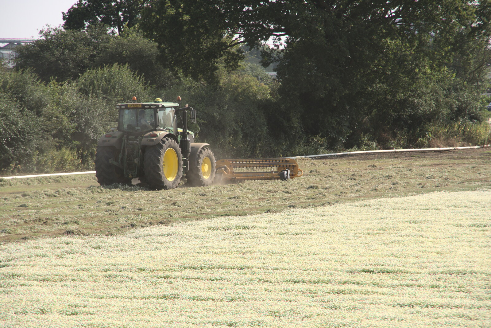 More chamomile harvesting from The BSCC at The Crown, Gissing, Norfolk - 22nd July 2021