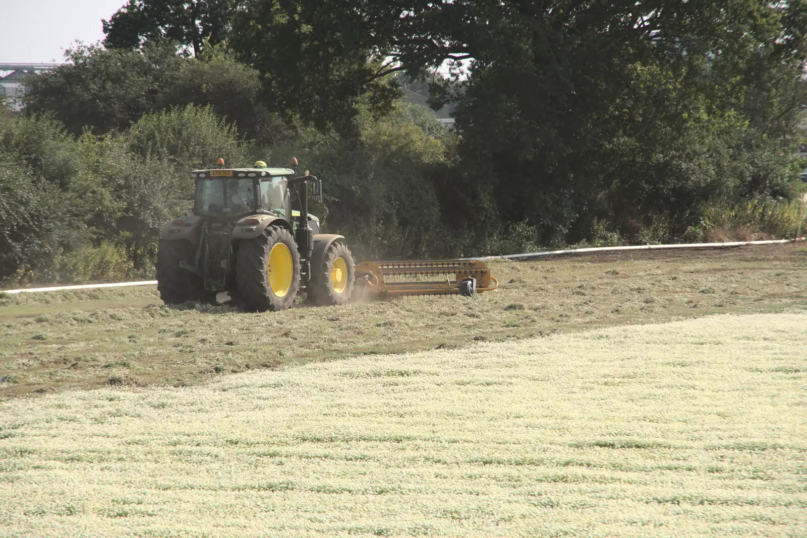 More chamomile harvesting, from The BSCC at The Crown, Gissing, Norfolk - 22nd July 2021