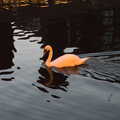 2021 A swan is orange in sodium street lights