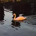 A swan is orange in sodium street lights, A Trip to Nando's, Riverside, Norwich, Norfolk - 23rd July 2021