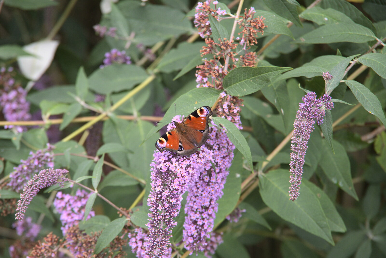 A peacock butterfly on buddleia from Meg-fest, and Sean Visits, Bressingham and Brome, Suffolk - 1st August 2021