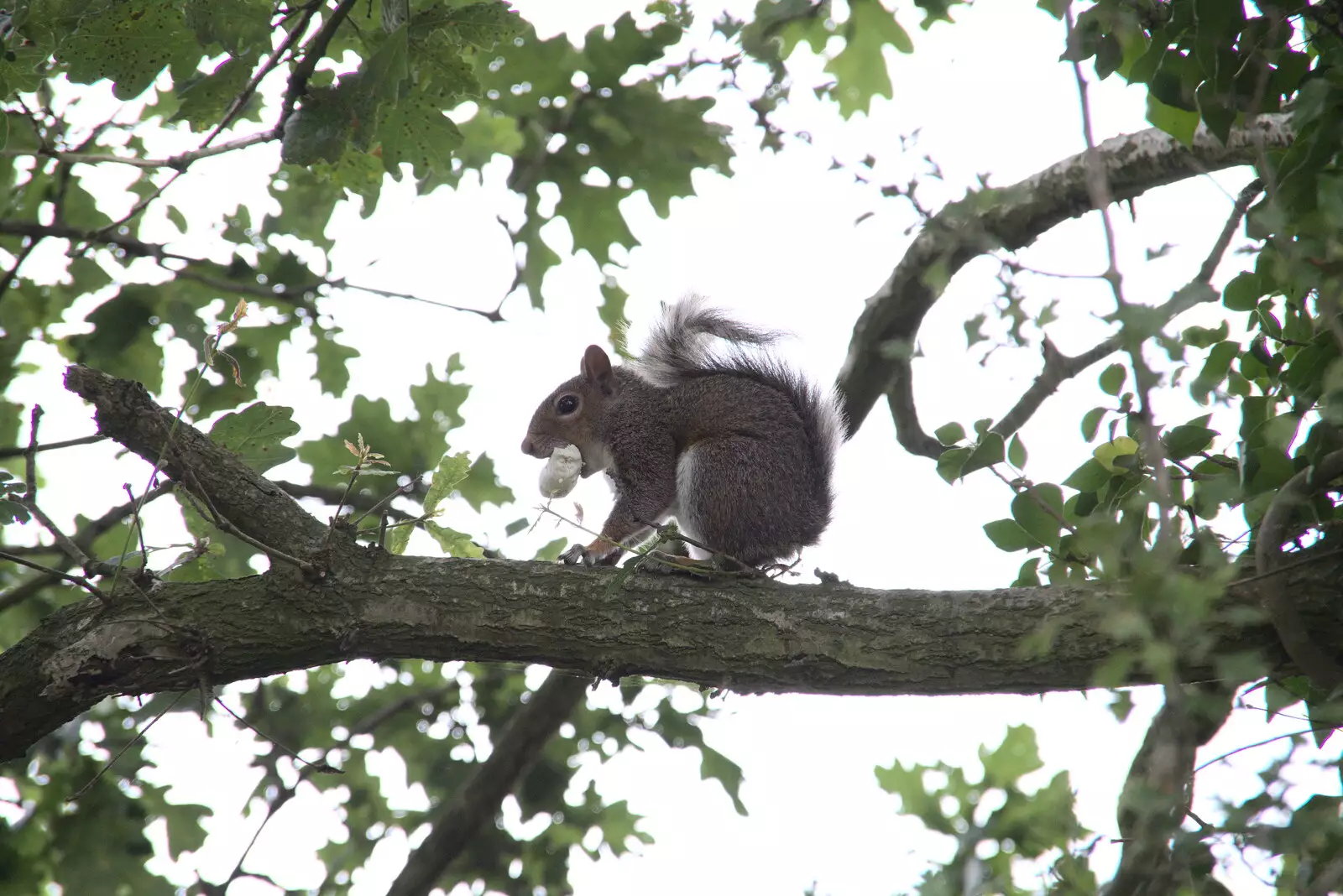 A squirrel's got a tampon or something, from Meg-fest, and Sean Visits, Bressingham and Brome, Suffolk - 1st August 2021