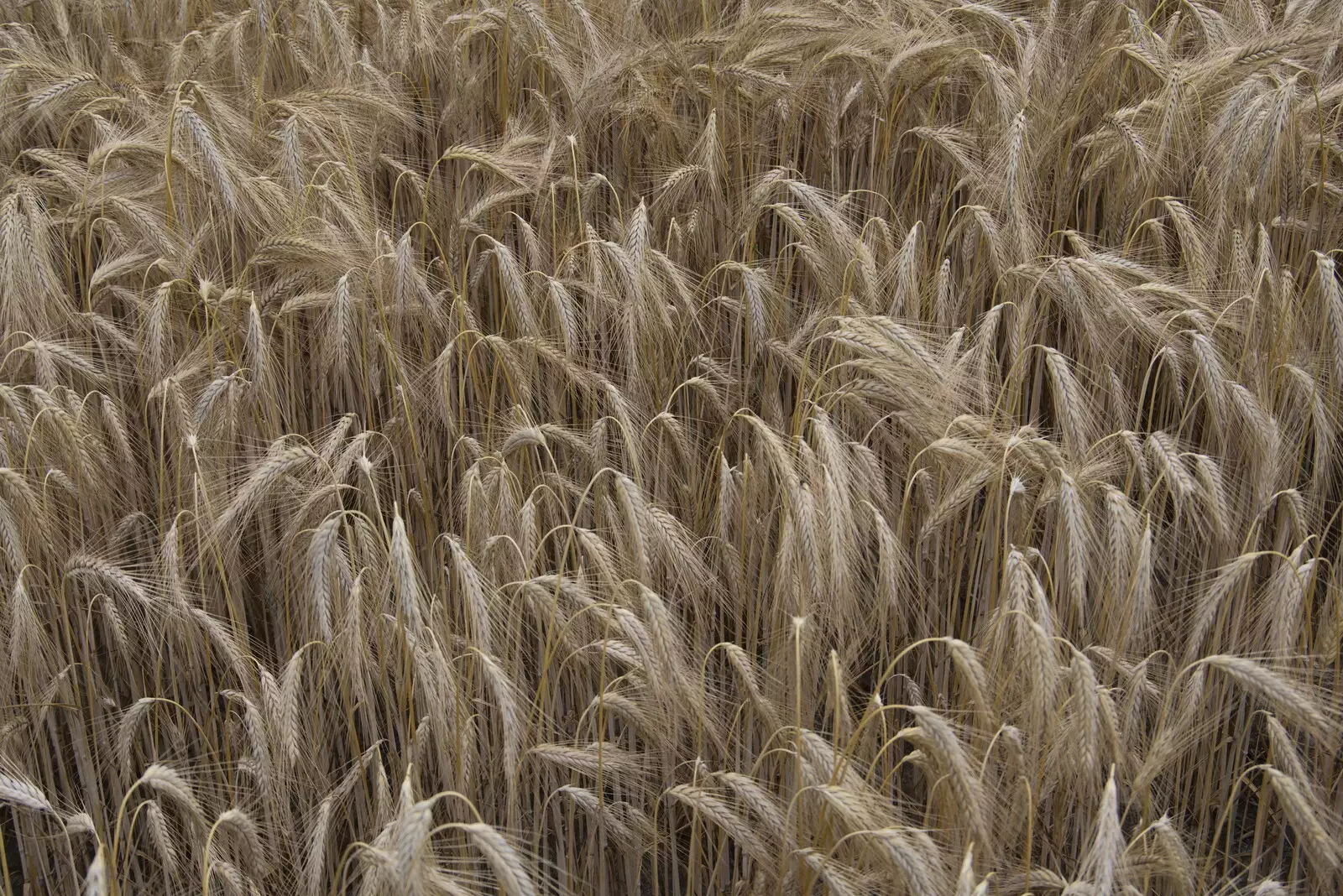 A field of barley, from Meg-fest, and Sean Visits, Bressingham and Brome, Suffolk - 1st August 2021