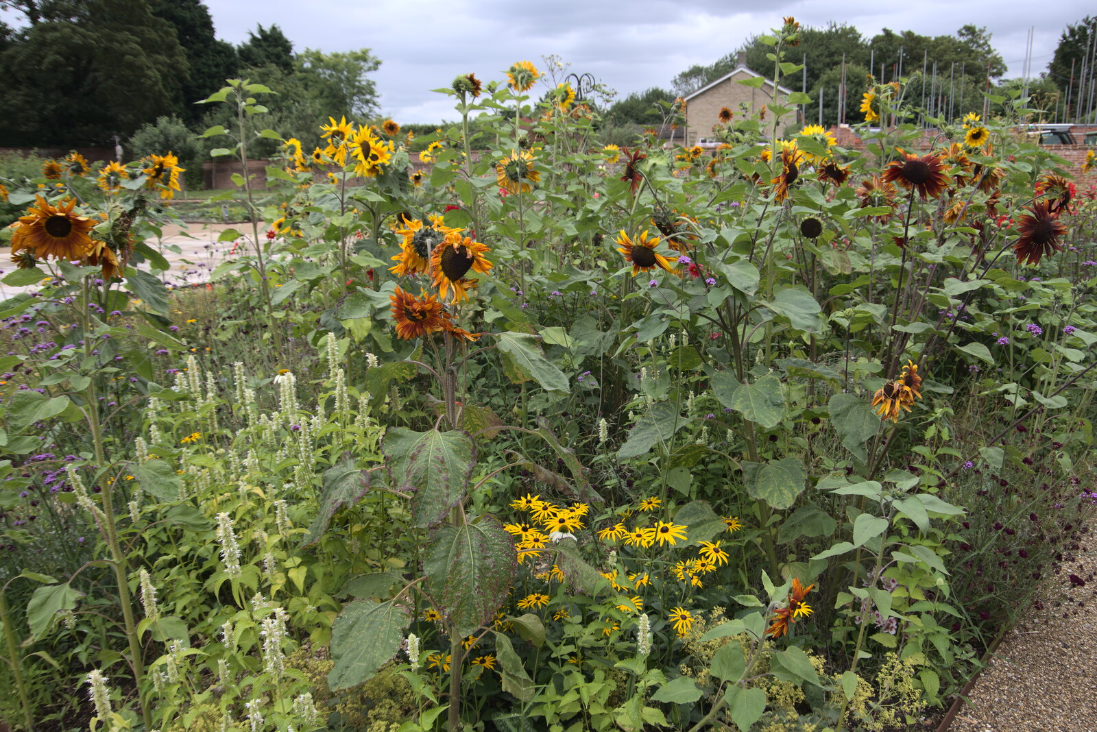Sunflowers down at the Oaksmere from Meg-fest, and Sean Visits, Bressingham and Brome, Suffolk - 1st August 2021