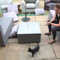 Molly Kitten roams around the patio, Meg-fest, and Sean Visits, Bressingham and Brome, Suffolk - 1st August 2021