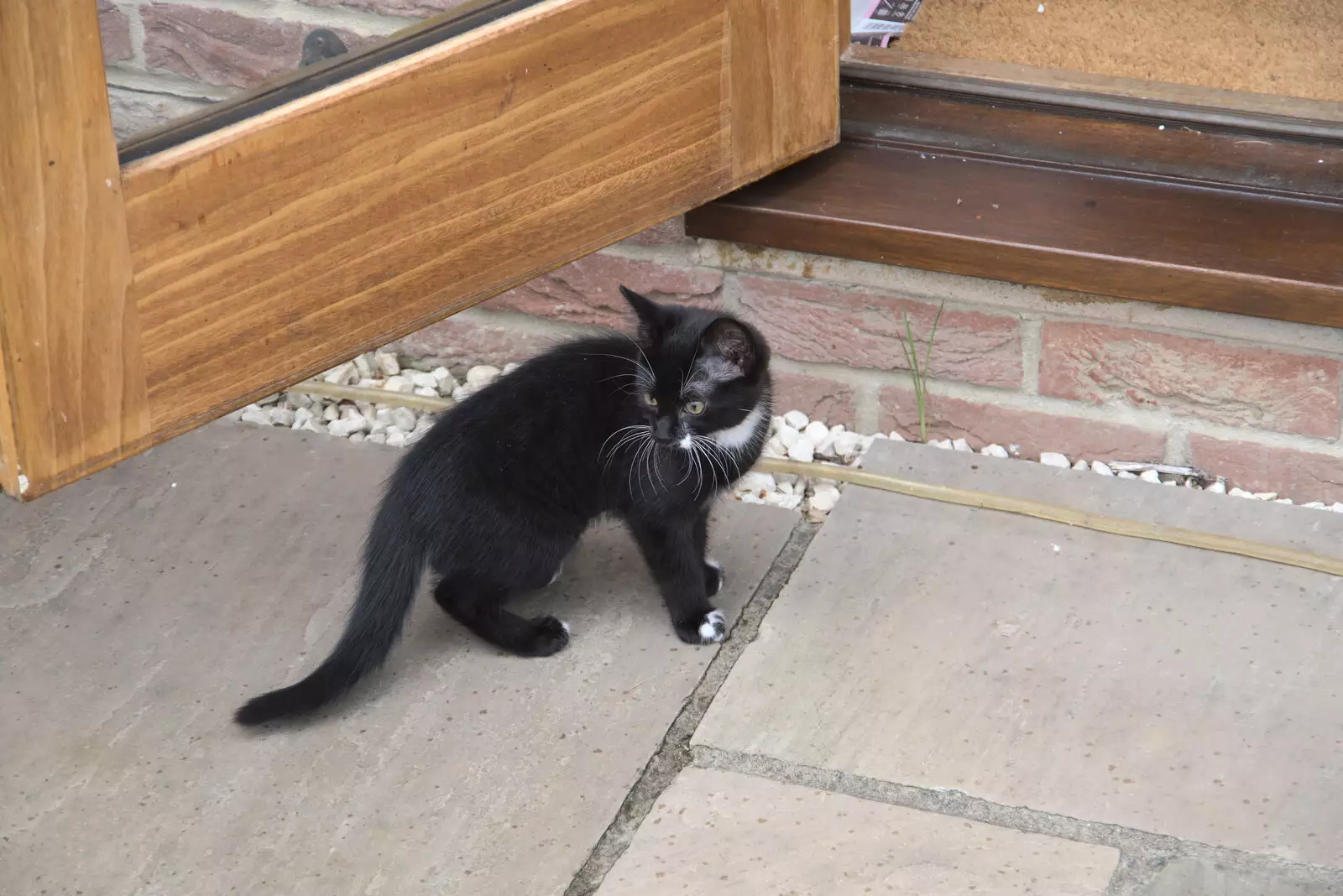 Lucy kitten looks around, from Meg-fest, and Sean Visits, Bressingham and Brome, Suffolk - 1st August 2021