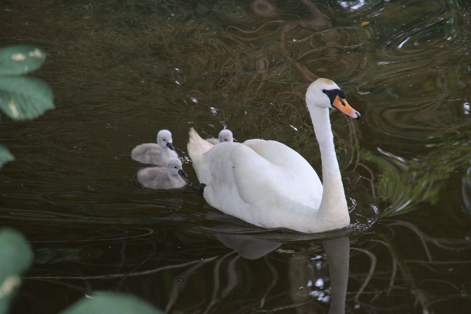 A swan and cygnets on the River Wreake from Pork Pies and Dockside Dereliction, Melton Mowbray and Liverpool - 7th August 2021