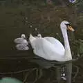 A swan and cygnets on the River Wreake, Pork Pies and Dockside Dereliction, Melton Mowbray and Liverpool - 7th August 2021