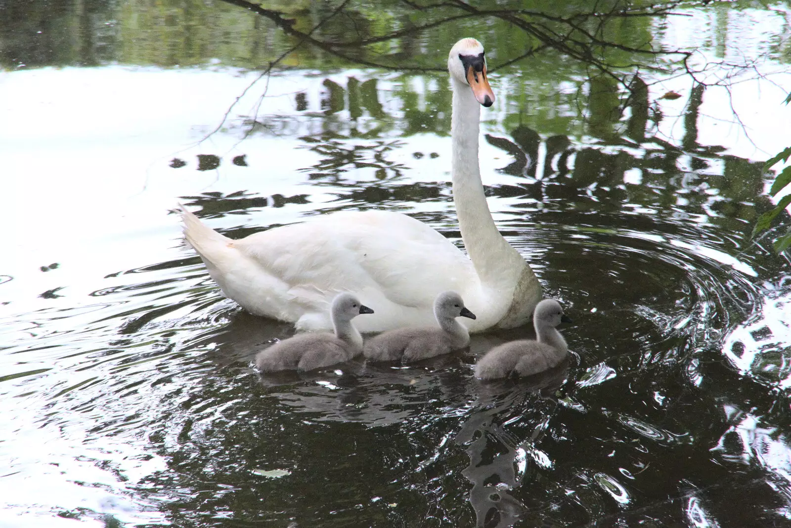 The swan and its three cygnets float down river, from Pork Pies and Dockside Dereliction, Melton Mowbray and Liverpool - 7th August 2021