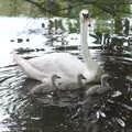 The swan and its three cygnets float down river, Pork Pies and Dockside Dereliction, Melton Mowbray and Liverpool - 7th August 2021