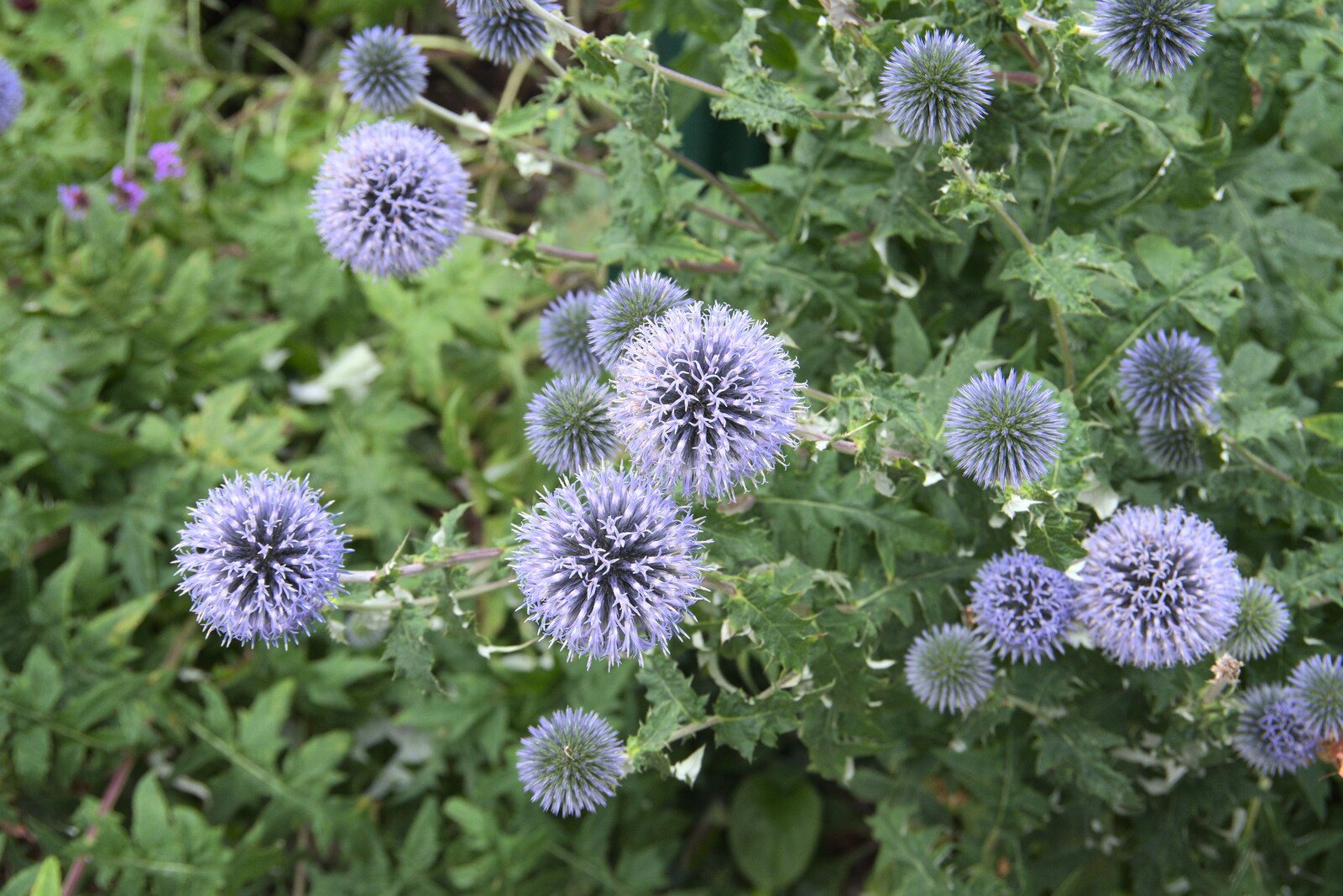 Cool spiky blue flowers from Pork Pies and Dockside Dereliction, Melton Mowbray and Liverpool - 7th August 2021