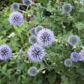 2021 Cool spiky blue flowers