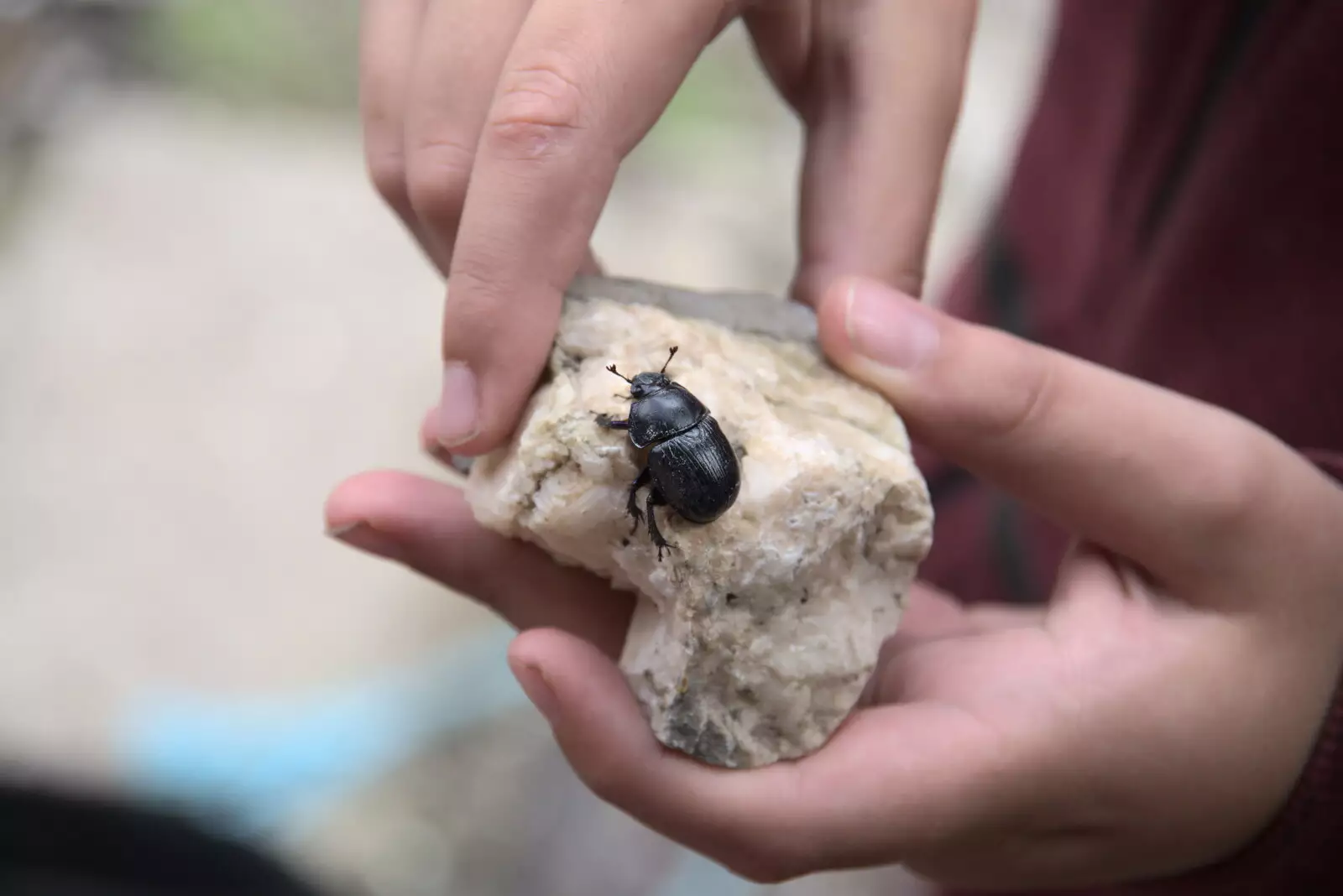 We find a cool beetle crawling around, from Pints of Guinness and Streedagh Beach, Grange and Sligo, Ireland - 9th August 2021