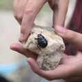 We find a cool beetle crawling around, Pints of Guinness and Streedagh Beach, Grange and Sligo, Ireland - 9th August 2021