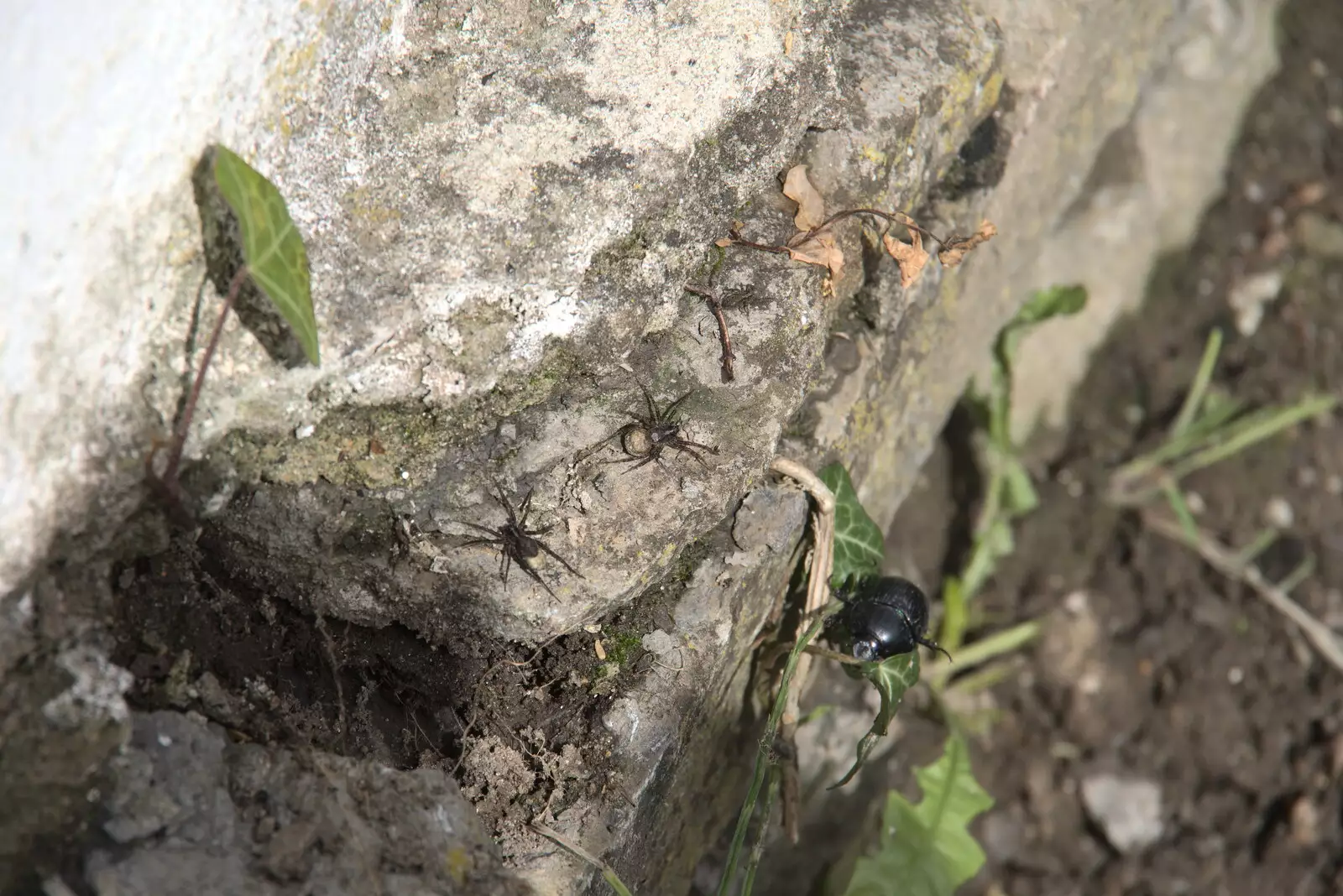 A few spiders join in with the beetle action, from Pints of Guinness and Streedagh Beach, Grange and Sligo, Ireland - 9th August 2021