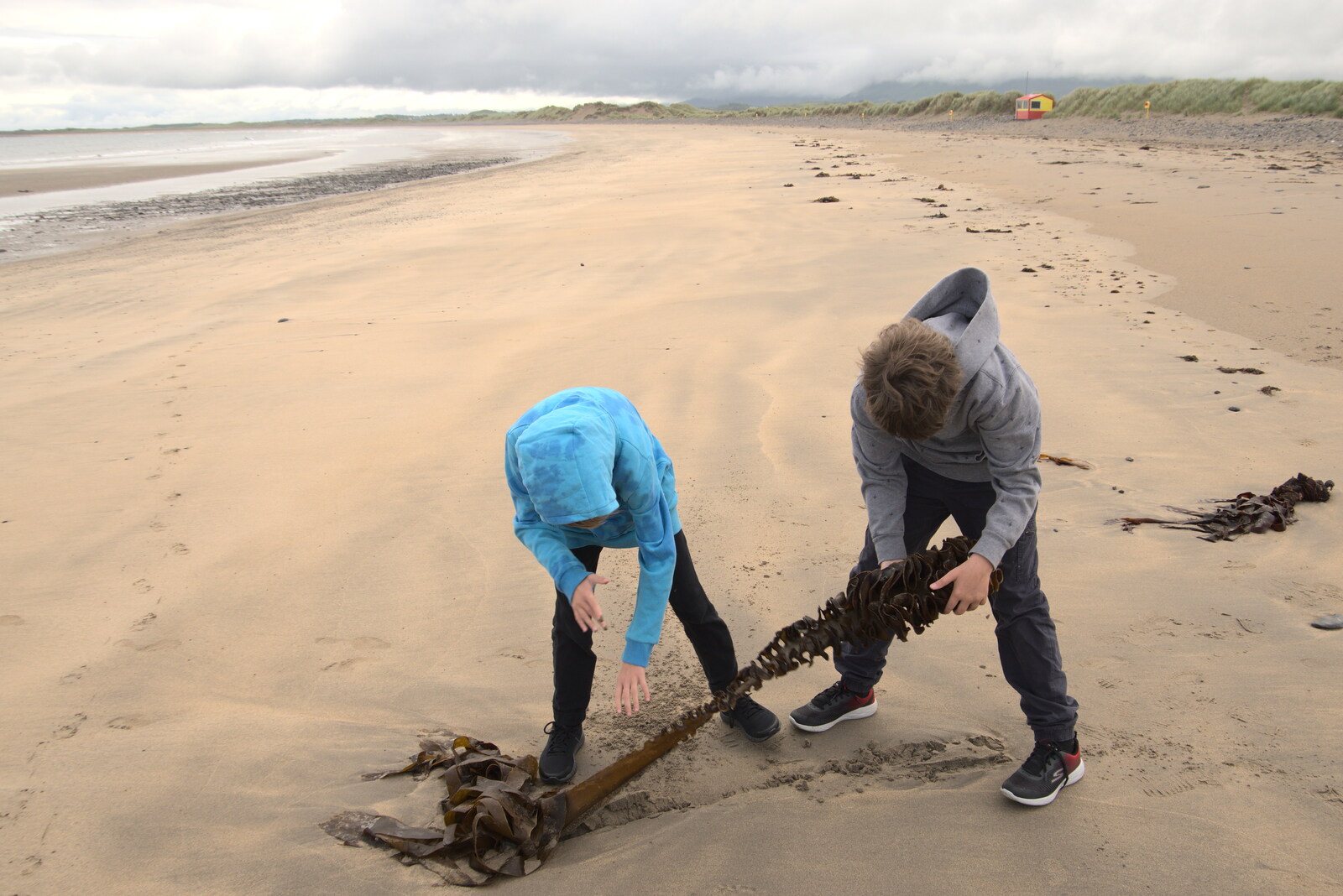 Pints of Guinness and Streedagh Beach, Grange and Sligo, Ireland - 9th August 2021: The boys haul a massive lump of seaweed around
