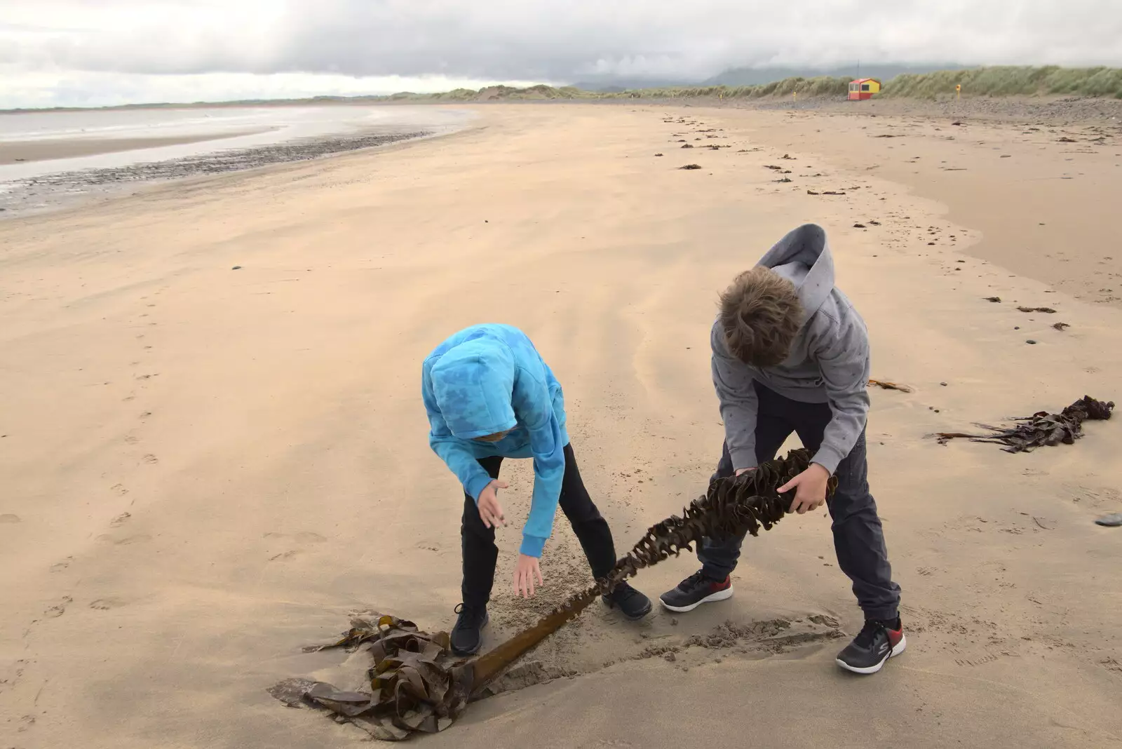 The boys haul a massive lump of seaweed around, from Pints of Guinness and Streedagh Beach, Grange and Sligo, Ireland - 9th August 2021