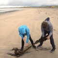 The boys haul a massive lump of seaweed around, Pints of Guinness and Streedagh Beach, Grange and Sligo, Ireland - 9th August 2021