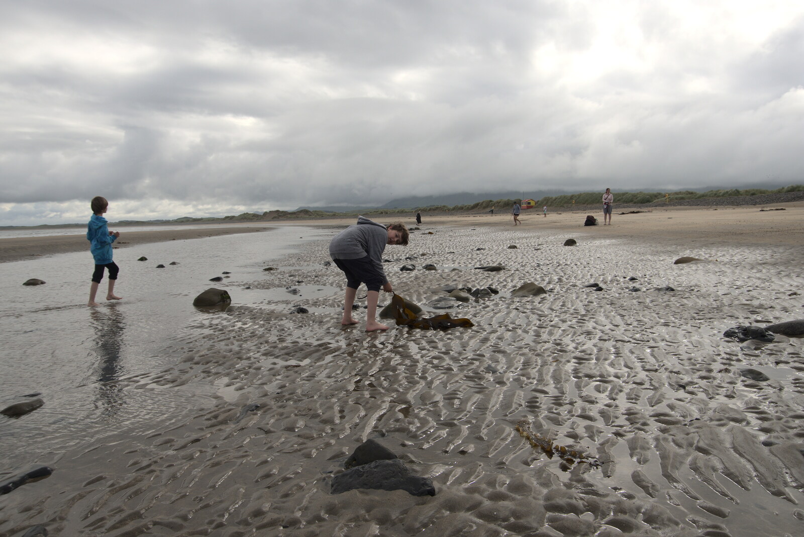 Pints of Guinness and Streedagh Beach, Grange and Sligo, Ireland - 9th August 2021: Fred digs up more seaweed