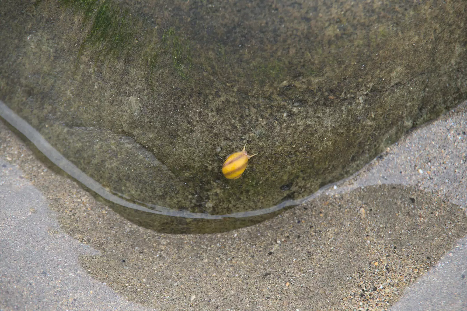 A stripey sea snail clings to a rock, from Pints of Guinness and Streedagh Beach, Grange and Sligo, Ireland - 9th August 2021