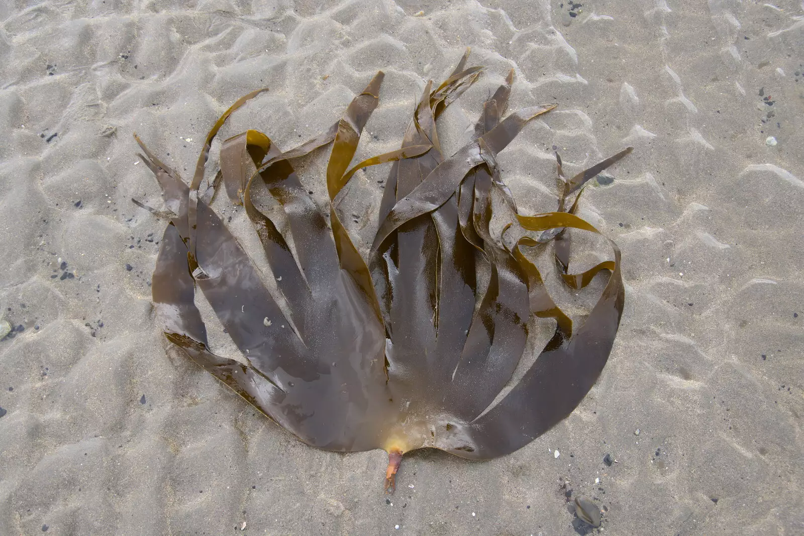 A bit of seaweed looks like a fan, from Pints of Guinness and Streedagh Beach, Grange and Sligo, Ireland - 9th August 2021