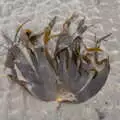 A bit of seaweed looks like a fan, Pints of Guinness and Streedagh Beach, Grange and Sligo, Ireland - 9th August 2021