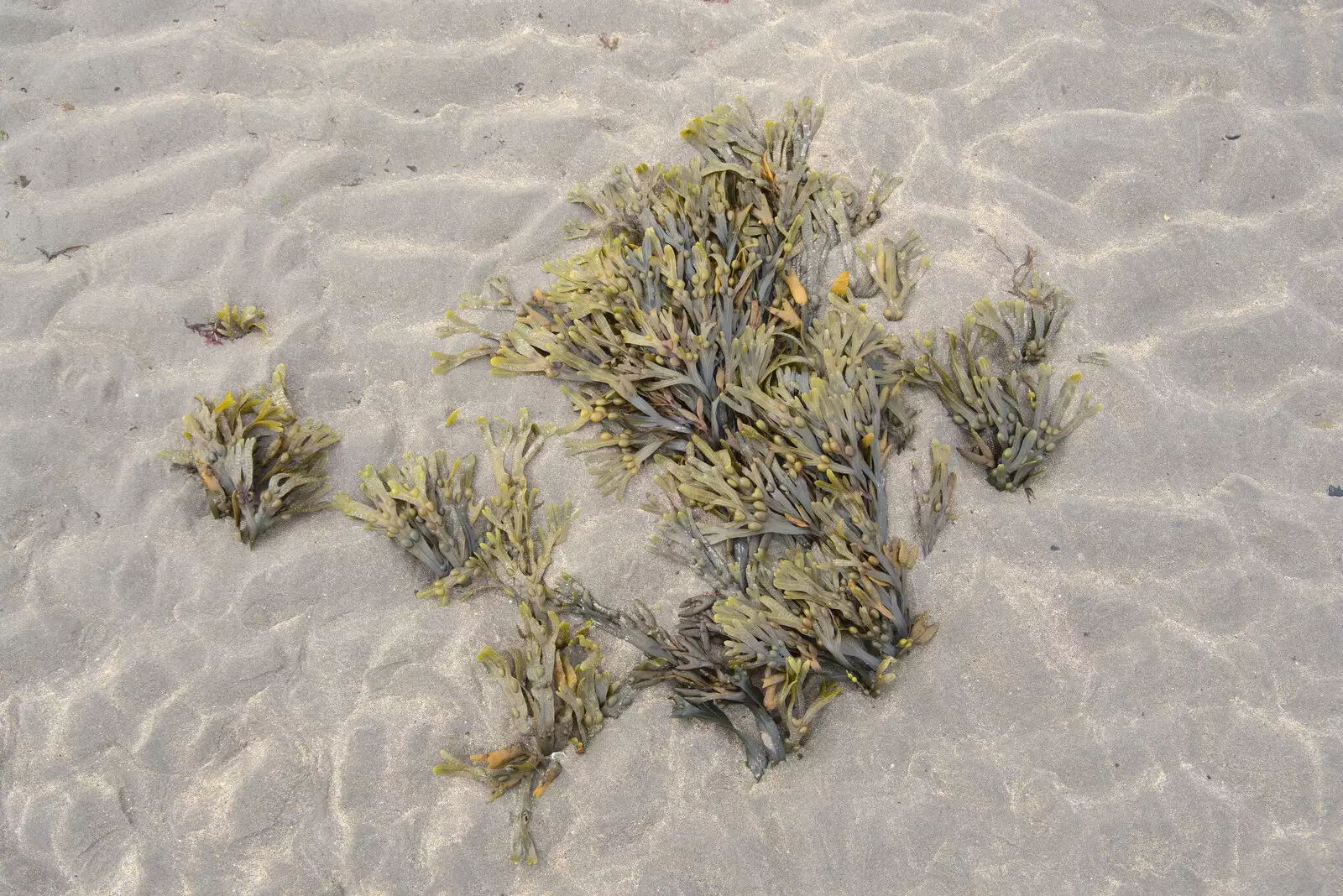 More seaweed, from Pints of Guinness and Streedagh Beach, Grange and Sligo, Ireland - 9th August 2021