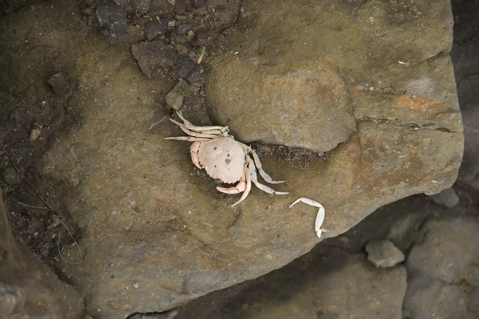 A dead crab in bits on the rocks, from Pints of Guinness and Streedagh Beach, Grange and Sligo, Ireland - 9th August 2021