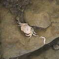 2021 A dead crab in bits on the rocks