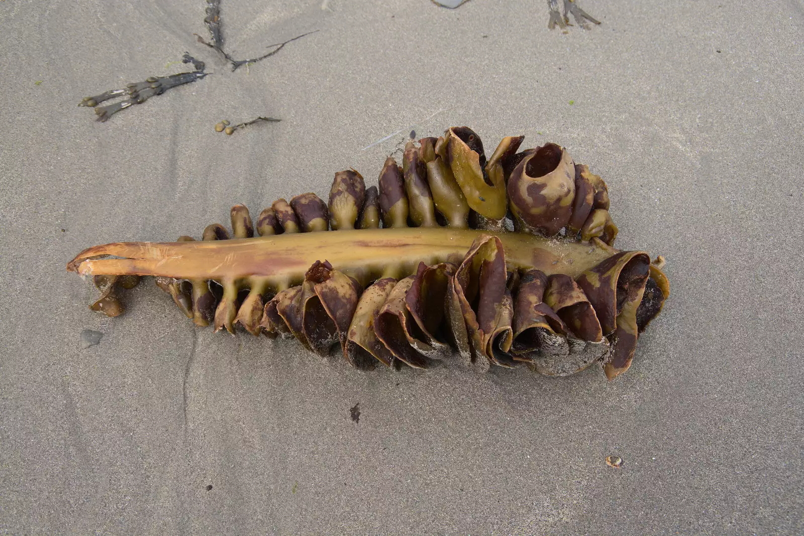 Some seaweed looks like some of of sea animal, from Pints of Guinness and Streedagh Beach, Grange and Sligo, Ireland - 9th August 2021