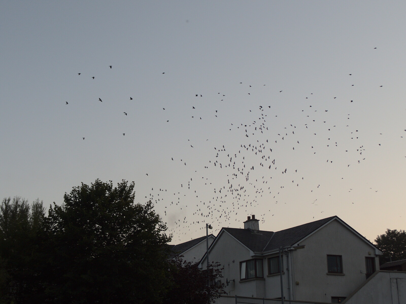 A Trip to Manorhamilton, County Leitrim, Ireland - 11th August 2021: A load of birds take to the wing