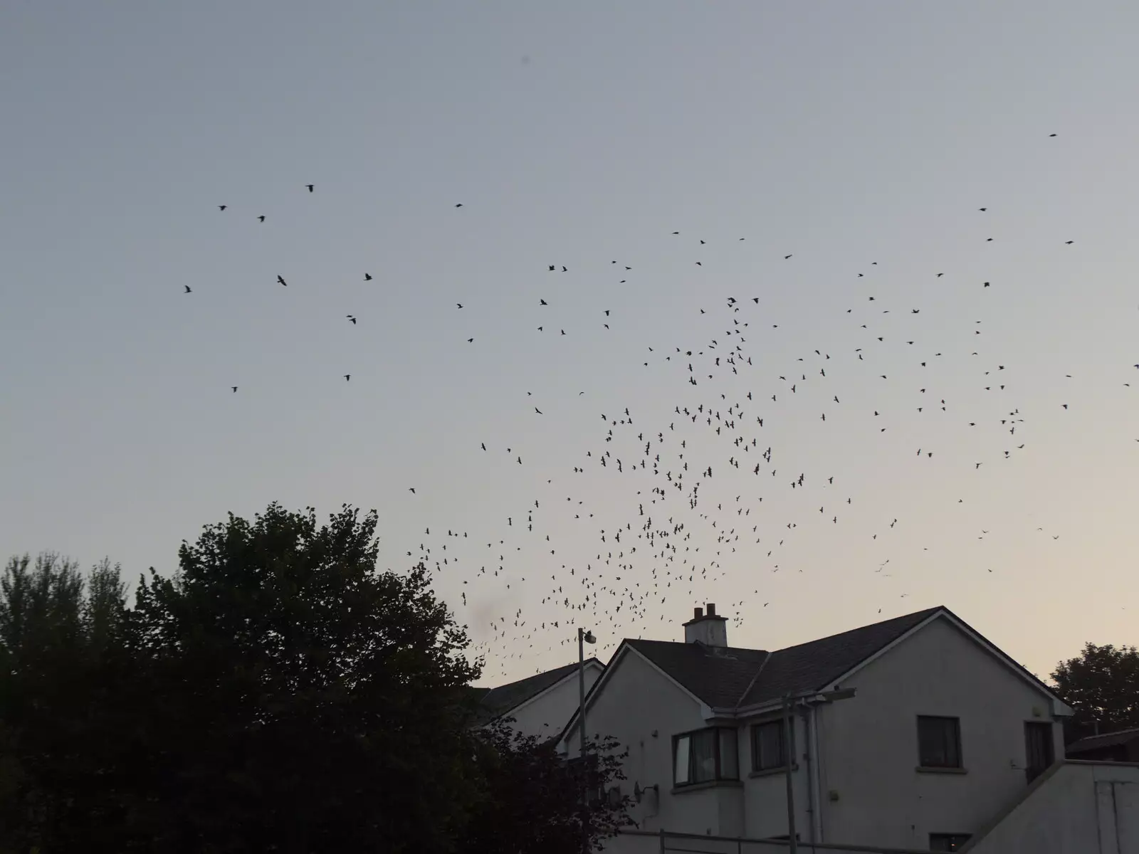 A load of birds take to the wing, from A Trip to Manorhamilton, County Leitrim, Ireland - 11th August 2021