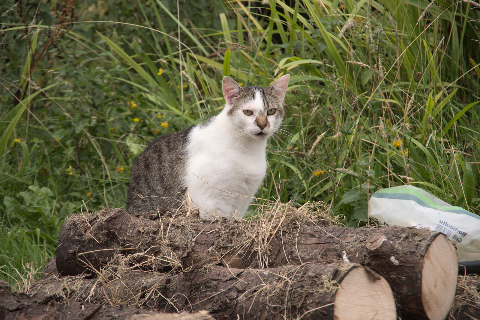 A Trip to Manorhamilton, County Leitrim, Ireland - 11th August 2021: A cat sits on logs and scowls