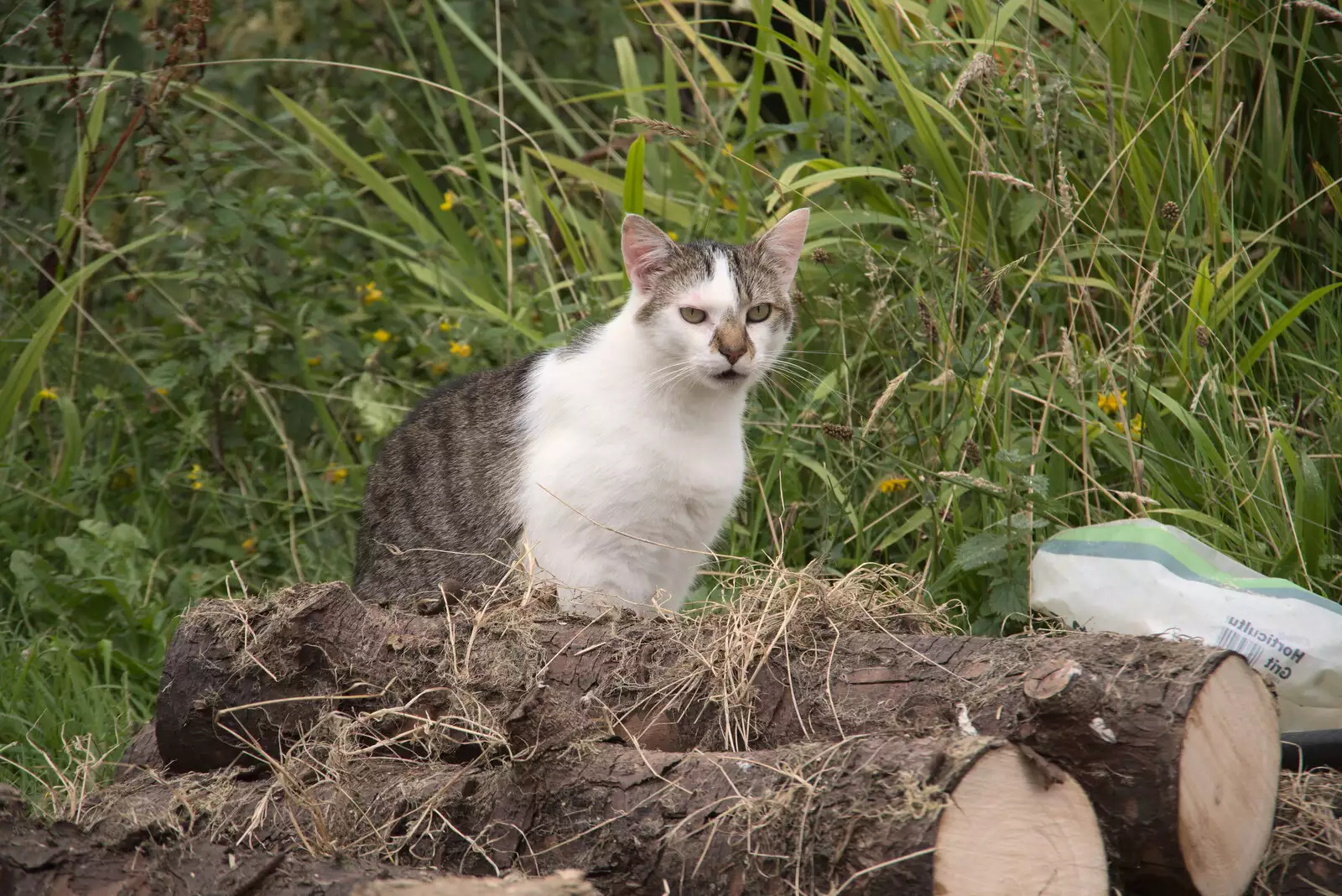 A cat sits on logs and scowls, from A Trip to Manorhamilton, County Leitrim, Ireland - 11th August 2021